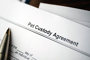 close up view of a pet custody agreement and a pen